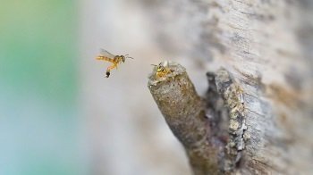 ABEJAS
