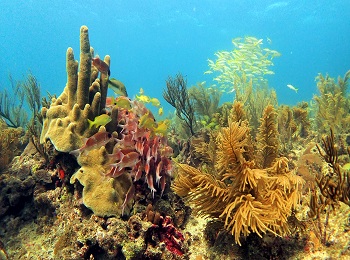 Arrecifes de coral