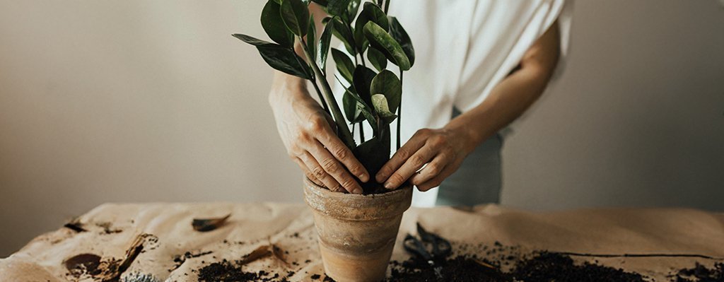 Curso Básico de Jardinería