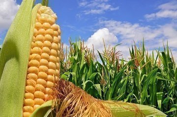 ProyectoWhen2Farm_TipoD