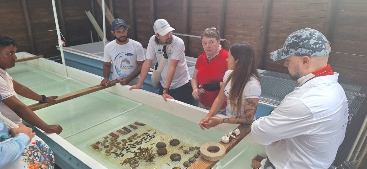Entre los métodos de restauración coralina se encuentran la reproducción sexual asistida y la microfragmentación.
